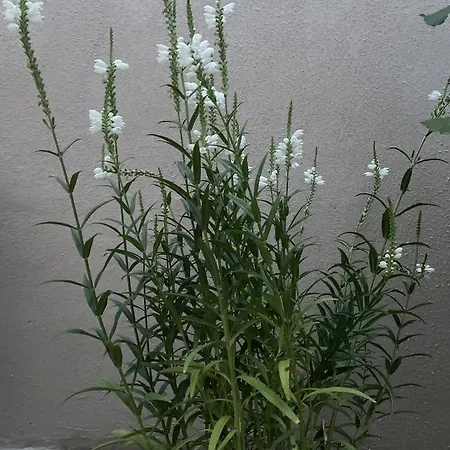 Aminah House Констанца