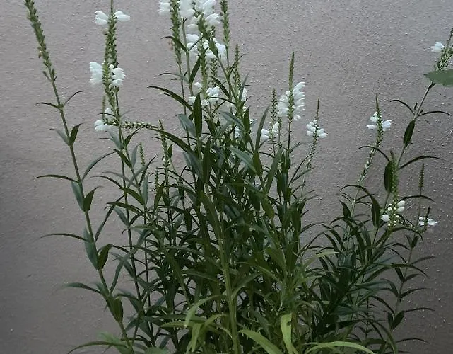 Aminah House קונסטנצה